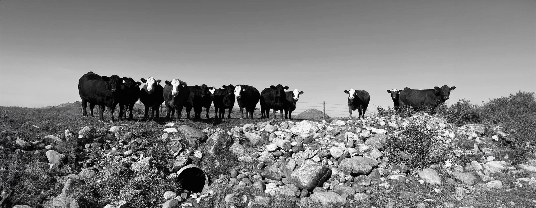 Black and white picture of herd