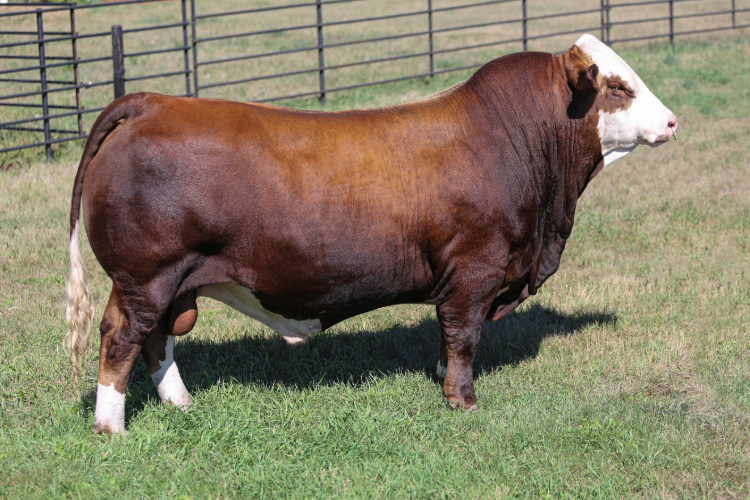 sireD